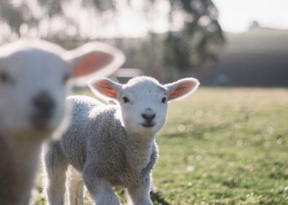 Omelia della IVa Domenica di Pasqua 2025