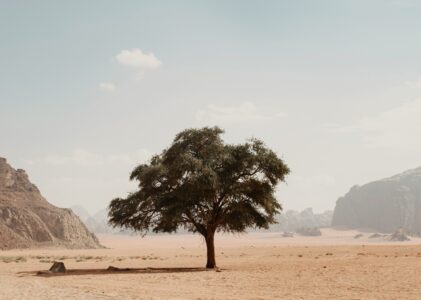 Omelia della IIIa Domenica di Avvento 2025