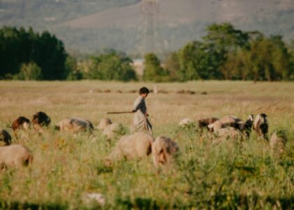 Omelia della IVa Domenica di Pasqua 2026