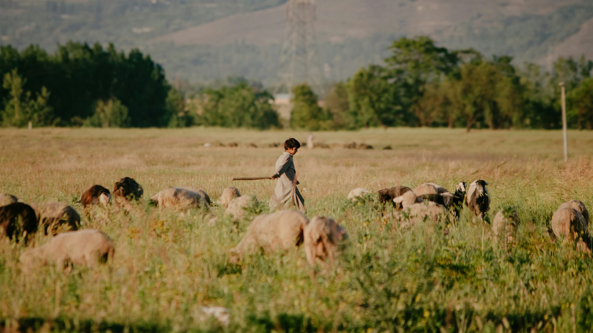 Omelia della IVa Domenica di Pasqua 2026